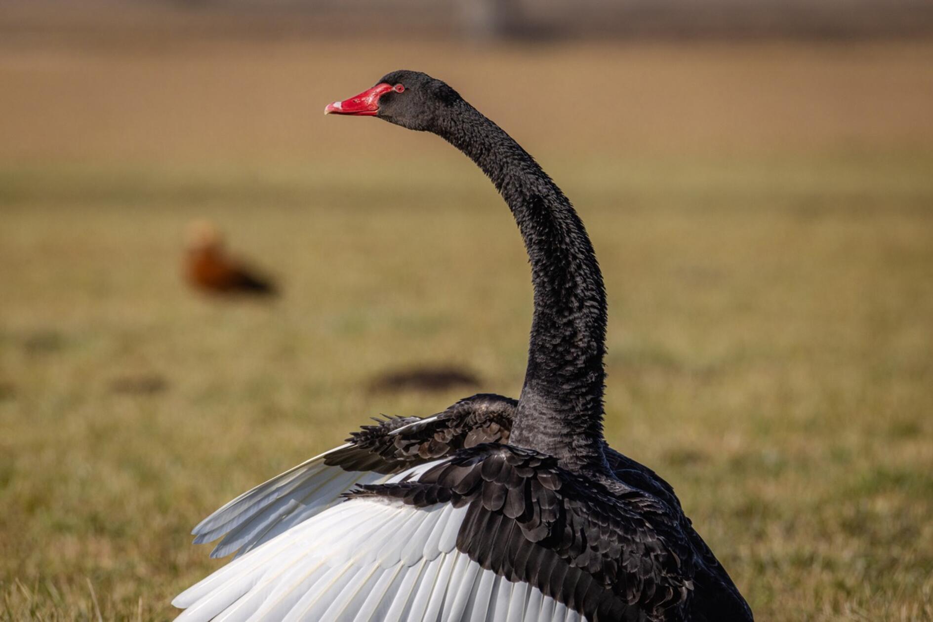 Wunderschön ist hier das zweifarbige Federkleid des Trauerschwanes zu erkennen.