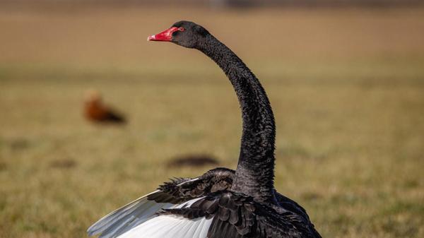 Wunderschön ist hier das zweifarbige Federkleid des Trauerschwanes zu erkennen.