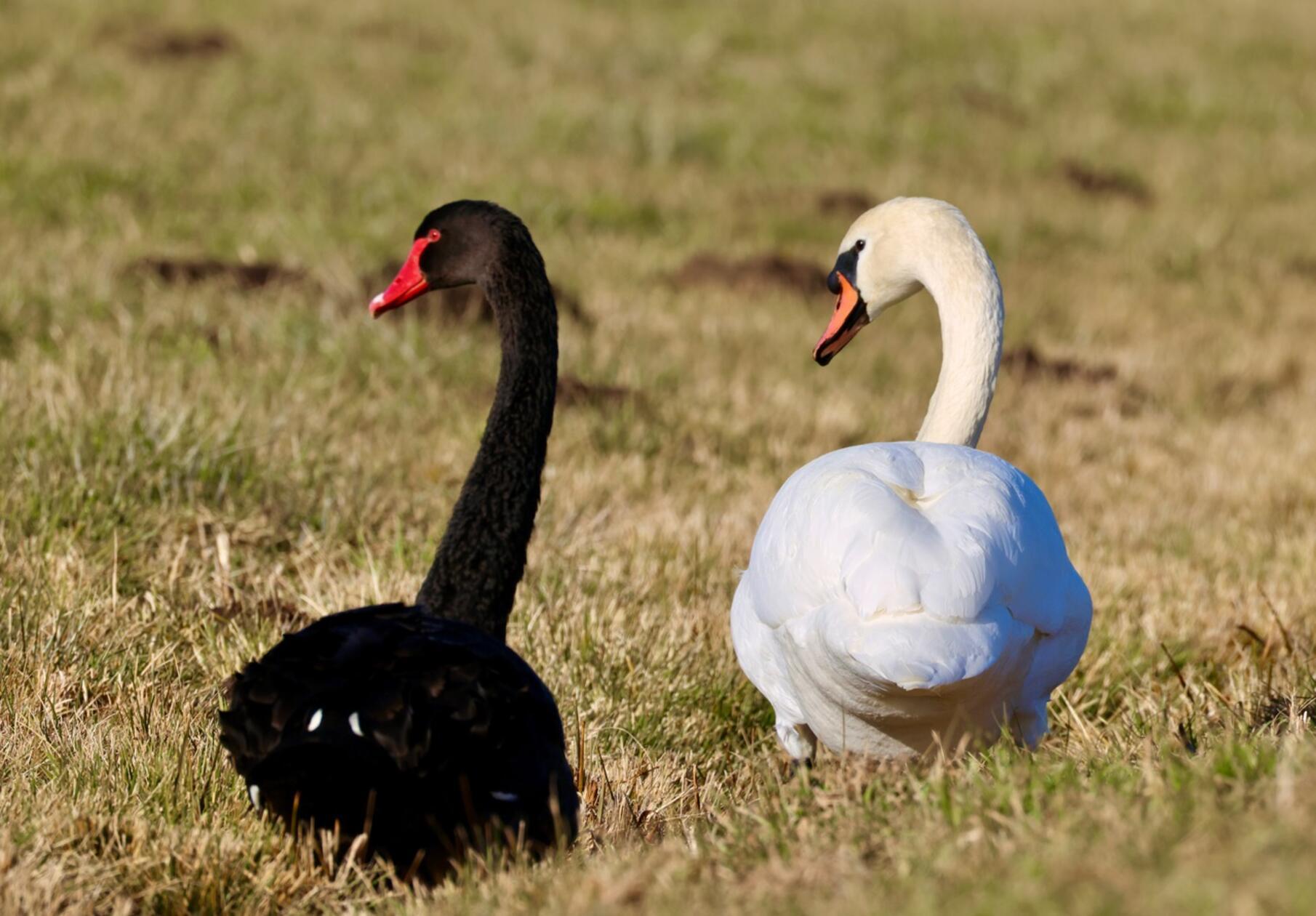 Synchron und anmutig- Schwarzer und weißer Schwan leben einträchtig zusammen.