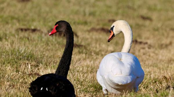 Synchron und anmutig- Schwarzer und weißer Schwan leben einträchtig zusammen.