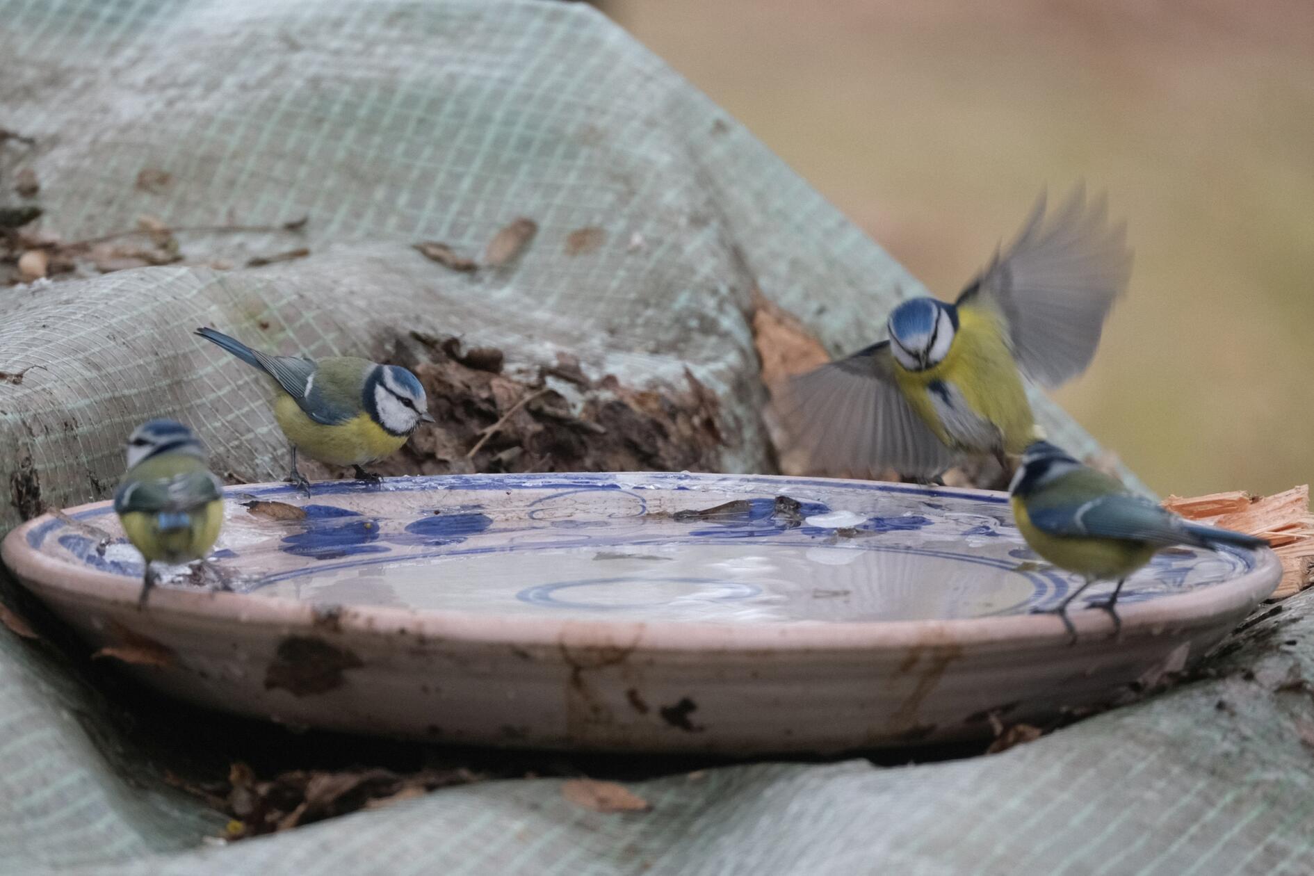 Frei zugängliches Wasser ist in diesen Tagen rar, aber für unsere gefiederten Gartenbewohner genauso wichtig wie im Sommer.