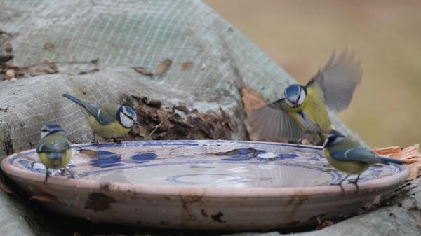 Frei zugängliches Wasser ist in diesen Tagen rar, aber für unsere gefiederten Gartenbewohner genauso wichtig wie im Sommer.