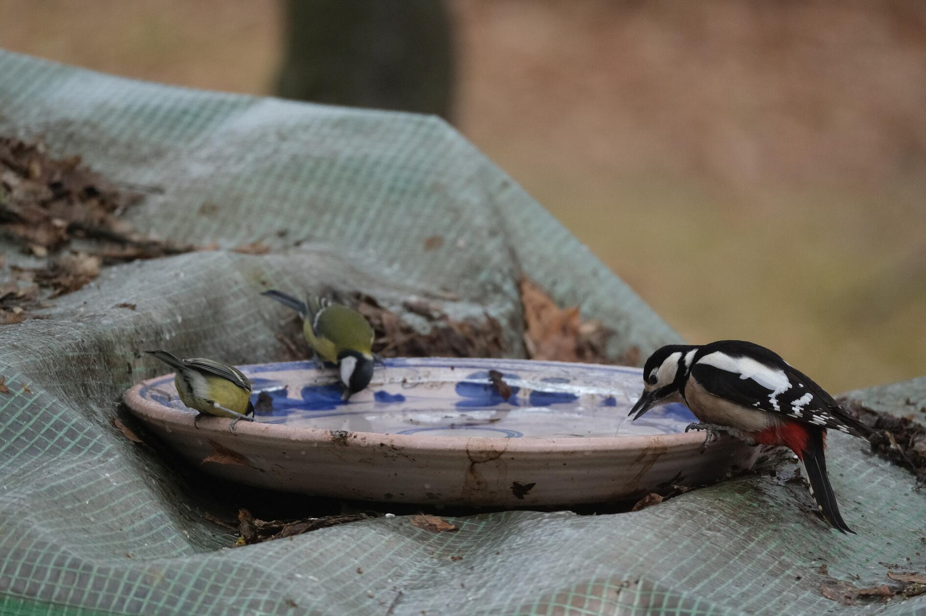 Wer bei Frost ein Schälchen Wasser im Garten aufstellt, den besuchen im Handumdrehen viele gefiederte Gartenbewohner. So konnte der Fotograf diese Vögel vom Küchenfenster aus beobachten und fotografieren.