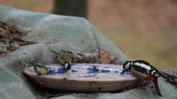 Wer bei Frost ein Schälchen Wasser im Garten aufstellt, den besuchen im Handumdrehen viele gefiederte Gartenbewohner. So konnte der Fotograf diese Vögel vom Küchenfenster aus beobachten und fotografieren.