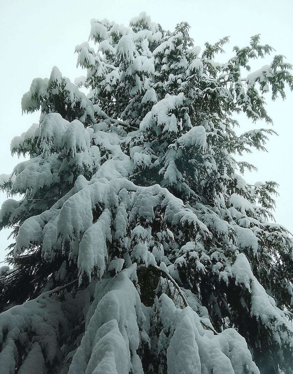 Und rühre ihn nicht an: Wer diesen Baum etwas zu fest berührt, wird vermutlich selbst zum Schneemann.