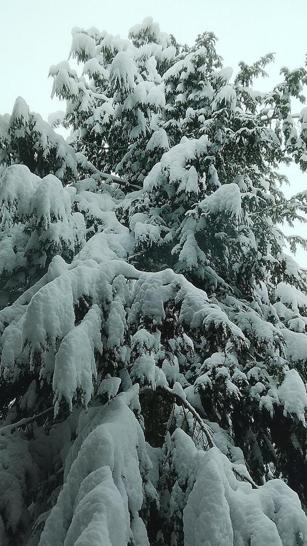 Und rühre ihn nicht an: Wer diesen Baum etwas zu fest berührt, wird vermutlich selbst zum Schneemann.