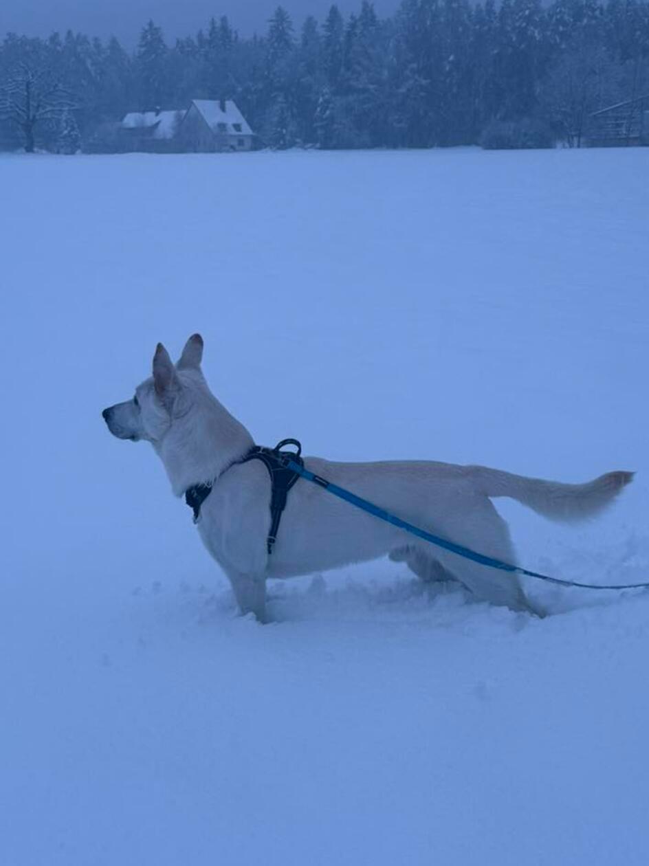 Für viele Vierbeiner bot der Schnee einen aufregenden Spaziergang am Montag.