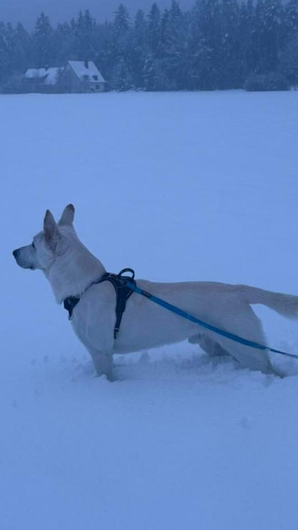 Für viele Vierbeiner bot der Schnee einen aufregenden Spaziergang am Montag.