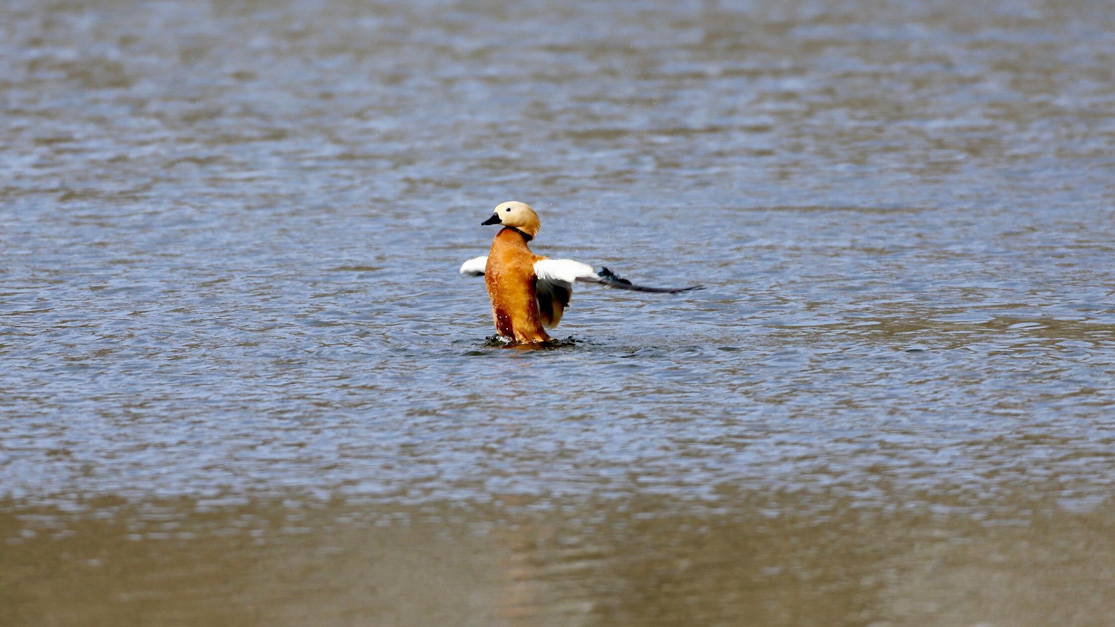 ACHTUNG: Nur frei im Leserforum oder nach Absprach