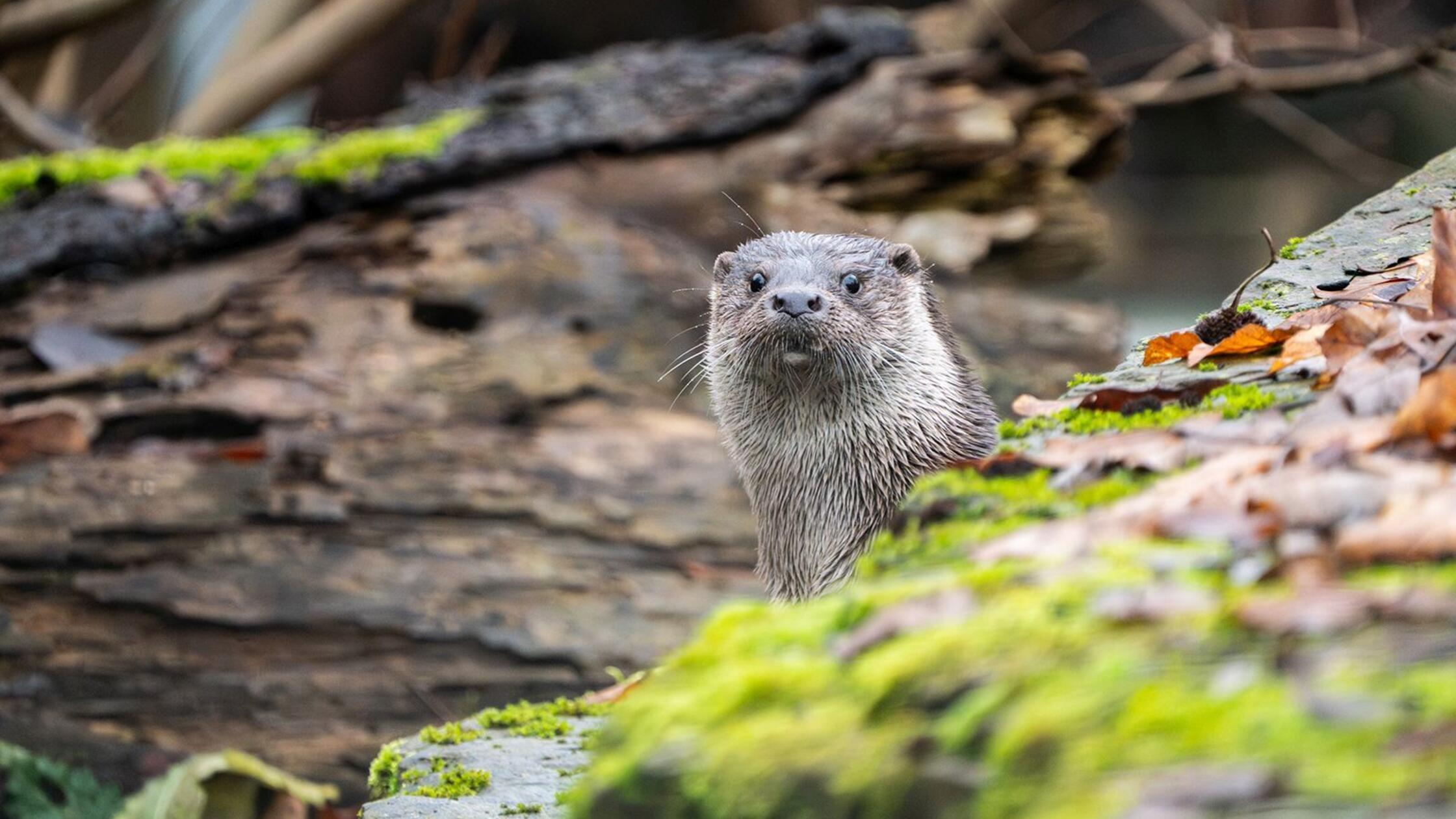 FischotterTomBurgerTGN N