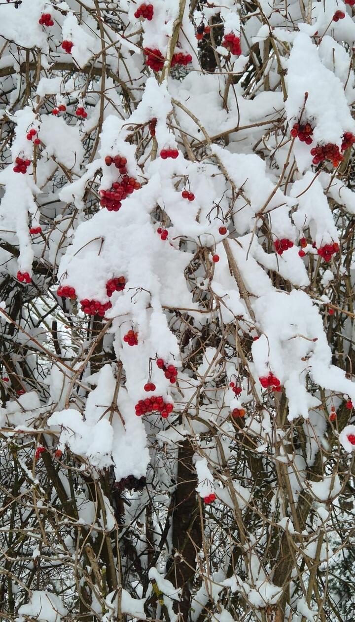 Vielerorts wirkte die Welt fast schon grau-weiß - doch hier gibt es farbenfrohe Punkte im Schnee.