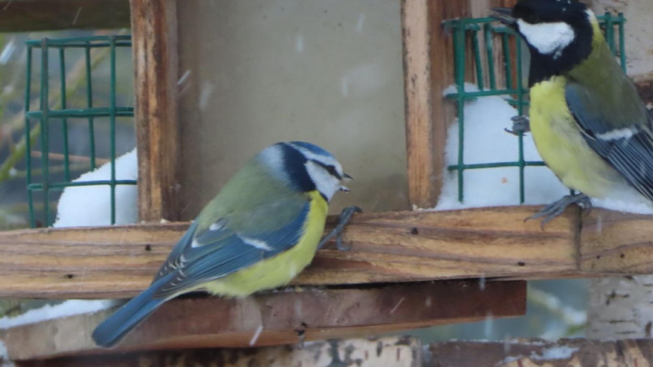 Blaumeise und Kohlmeise am Futterhaus.