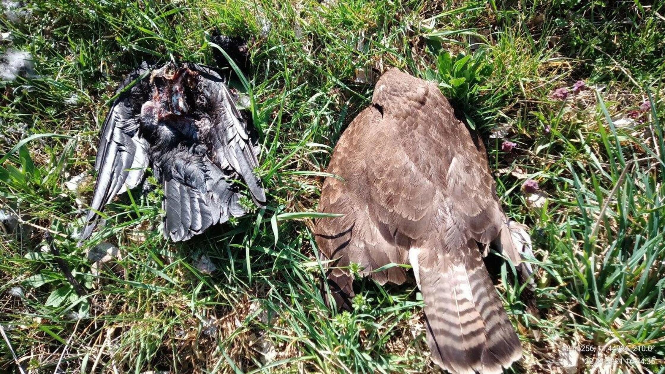 Zahl-get-teter-Greifv-gel-in-Bayern-angestiegen
