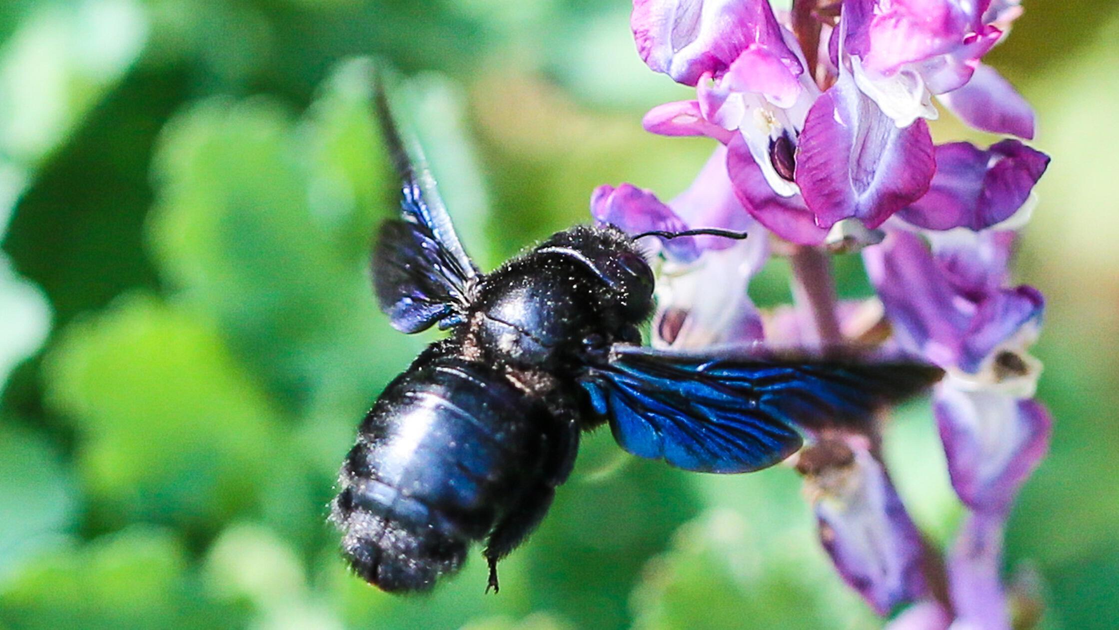 Klima-und-Umweltschutz-Mit-diesem-Projekt-ist-Leinburg-Vorreiter-im-N-rnberger-Land