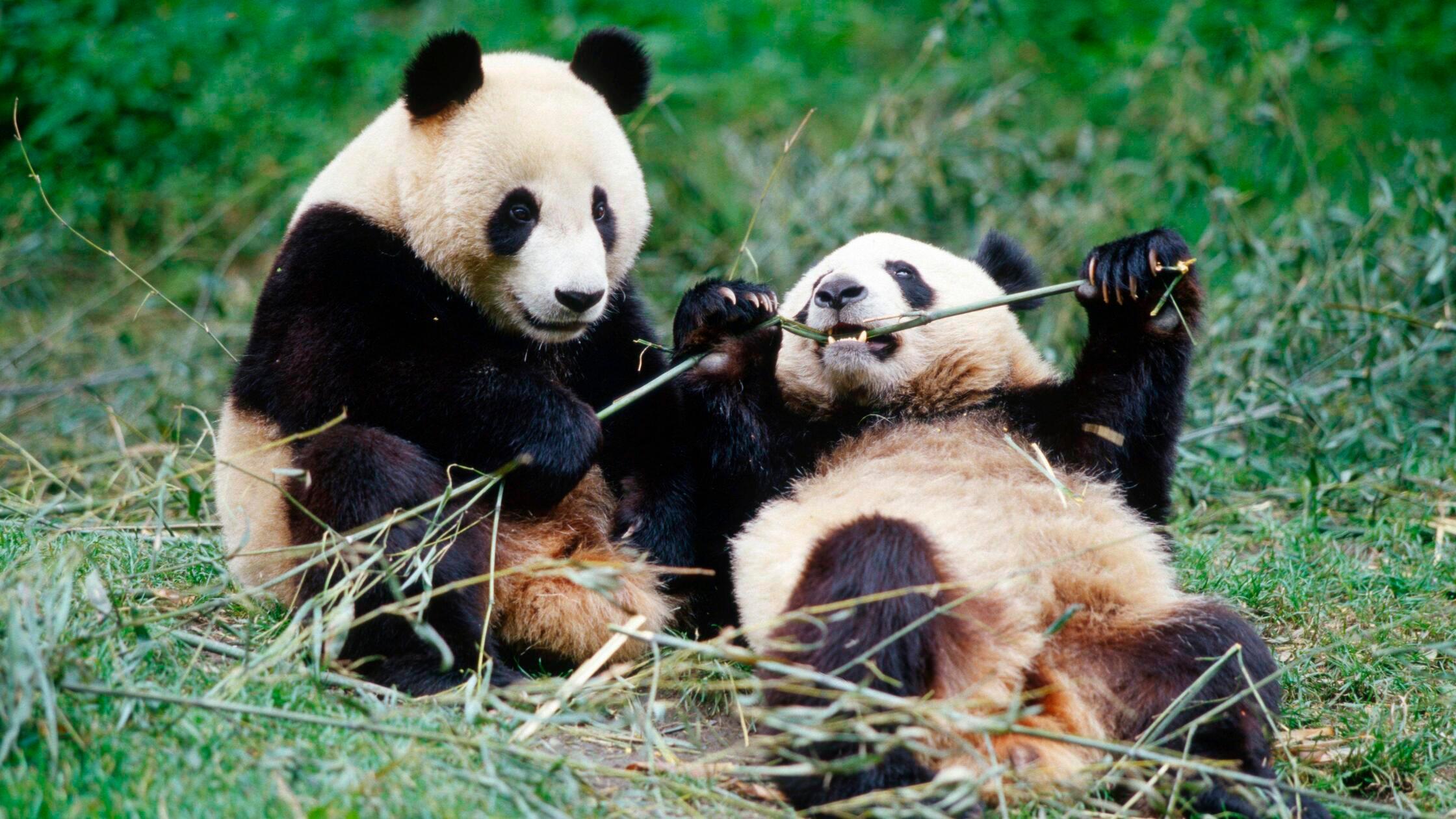 Trotz-F-rderung-N-rnberg-lehnt-Riesenpandas-f-r-den-Tiergarten-ab-die-Hintergr-nde