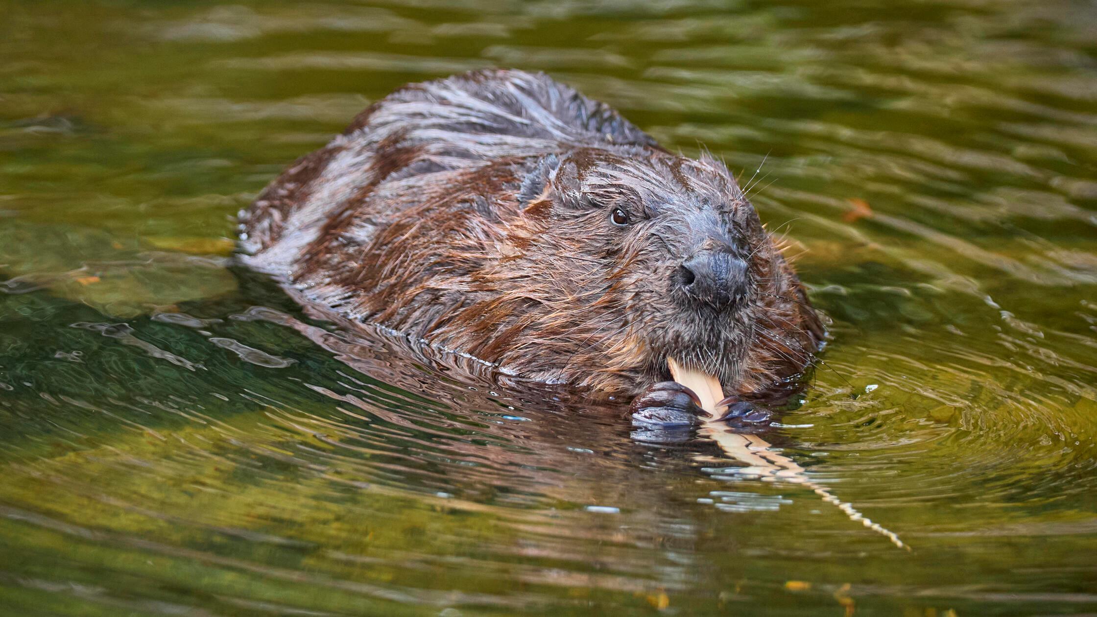 Beaver
