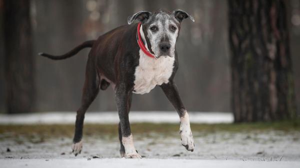 Foto: Nadja Borchert/Tierheim Nürnberg, gesp.26.01