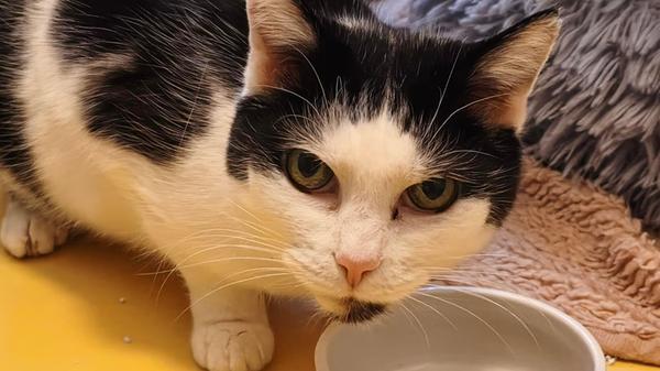 Foto: Nadja Borchert/Tierheim Nürnberg, gesp.26.01