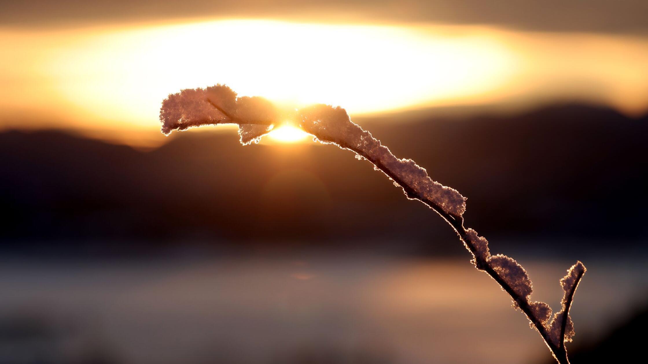 Schneebedeckte Zweige leuchten im Sonnenaufgang. (