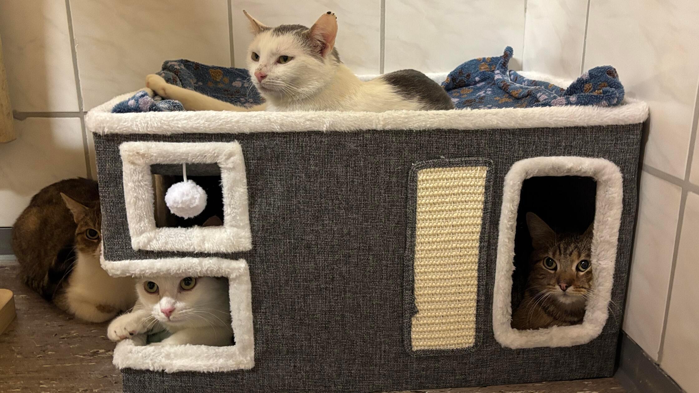 Katzen Tierheim Gunzenhausen 1