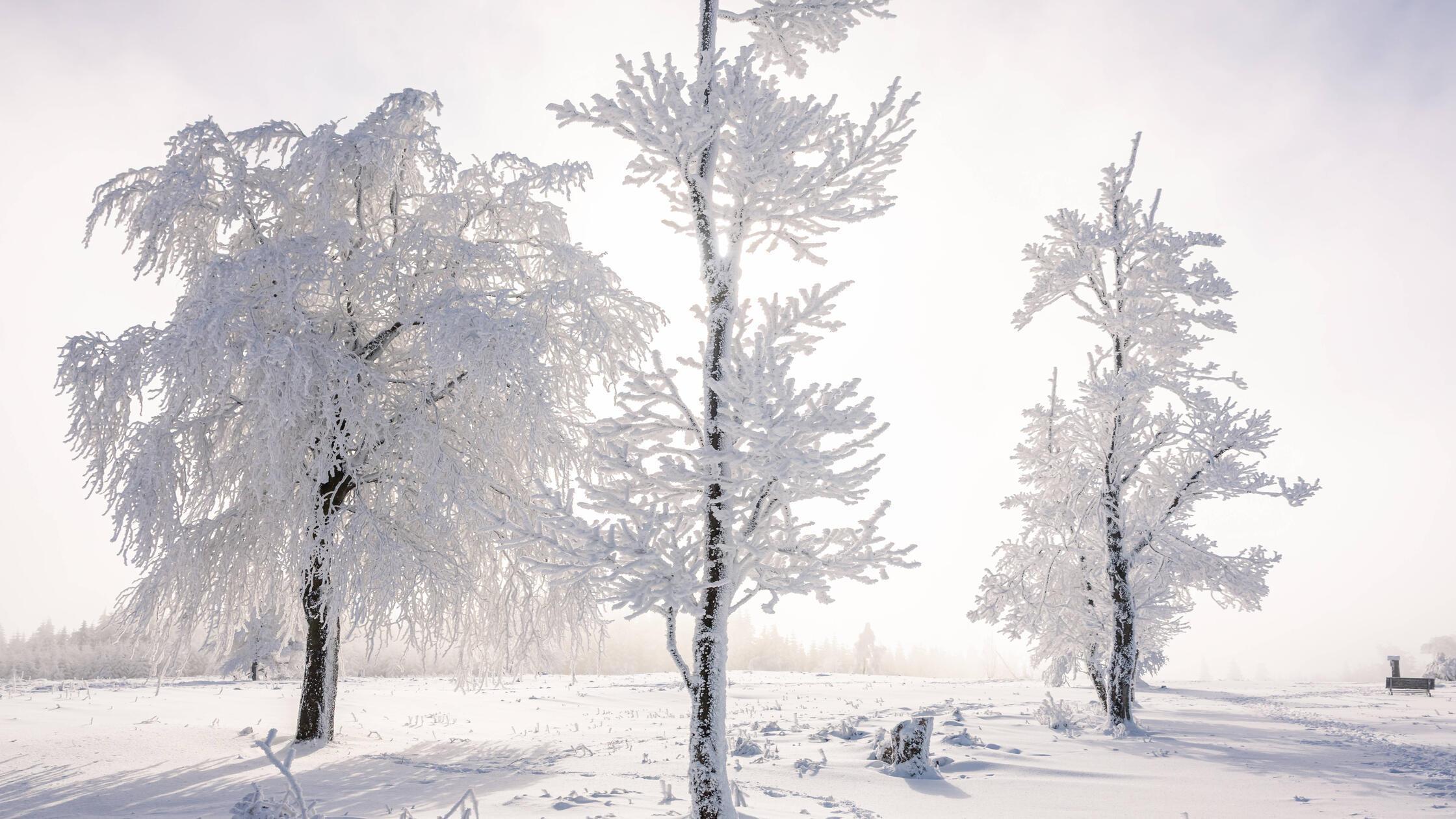 Winterwonderland auf dem Kahlen Asten am 30.01.202