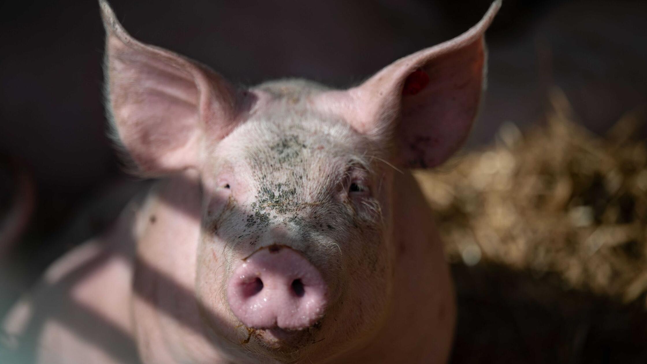 In-einem-Bach-bei-Berg-Unbekannter-entfernt-illegal-Schlachtabf-lle-eines-Schweins