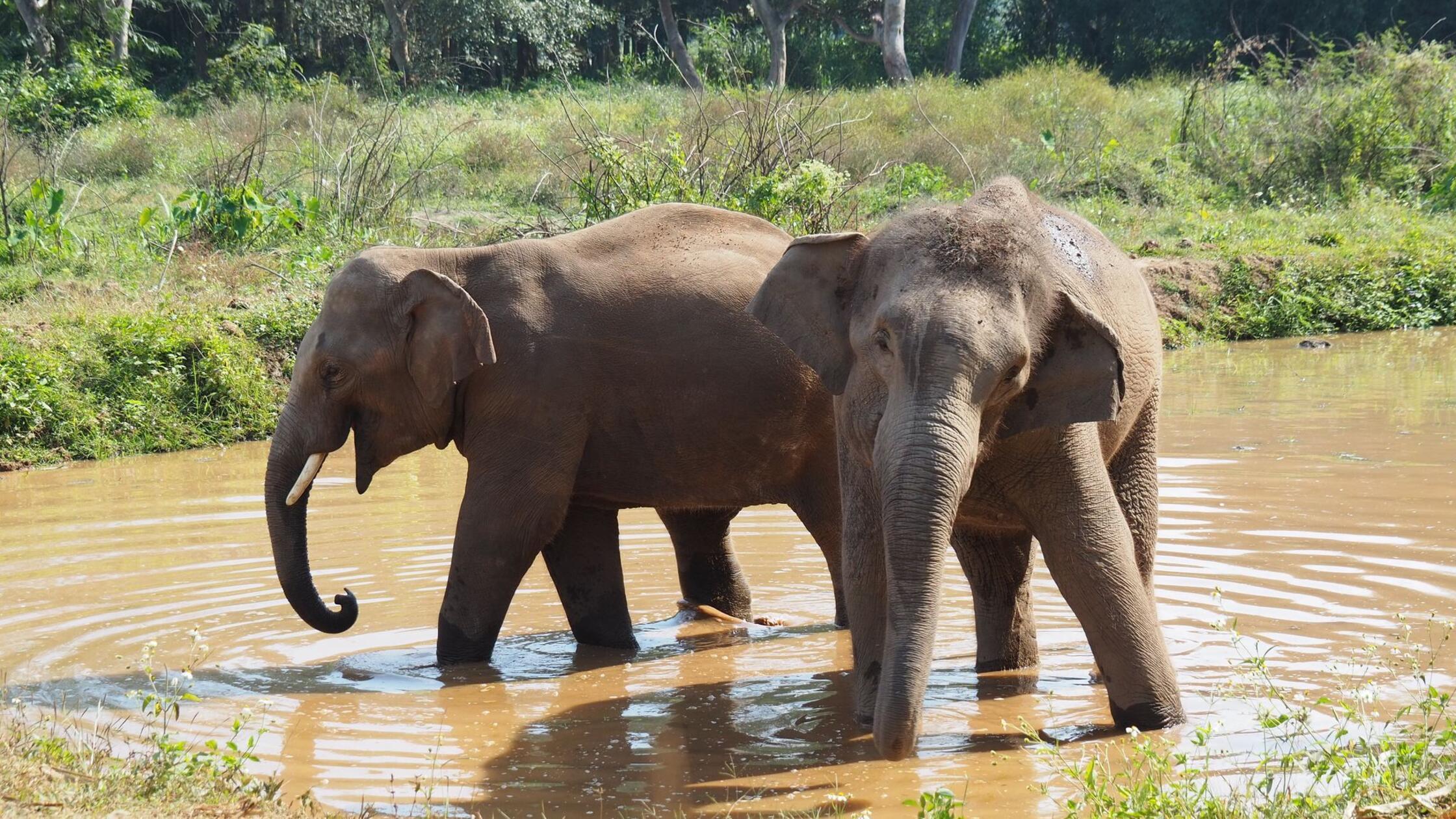 T-dlicher-Elefanten-Angriff-Thailand-verst-rkt-Sicherheit