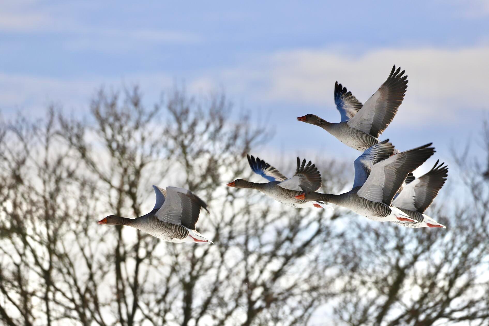 Zwischen Trommetsheim und Alesheim tummeln sich auch viele Graugänse.