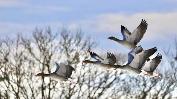 Zwischen Trommetsheim und Alesheim tummeln sich auch viele Graugänse.