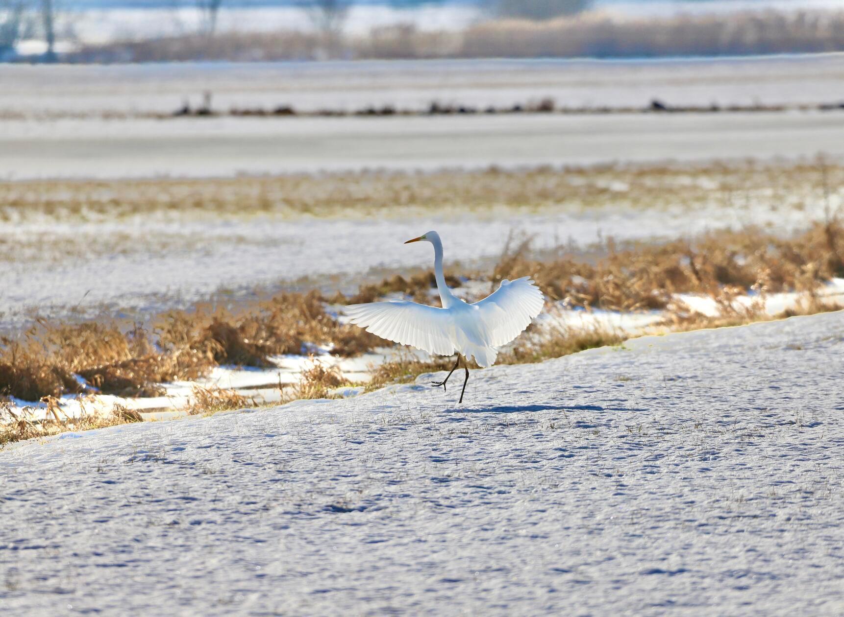 Die eleganten Silberreiher sind Dauergäste auf den Altmühlwiesen bei Trommetsheim.