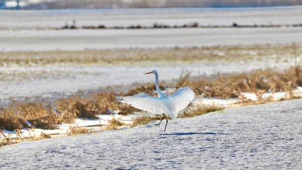 Die eleganten Silberreiher sind Dauergäste auf den Altmühlwiesen bei Trommetsheim.
