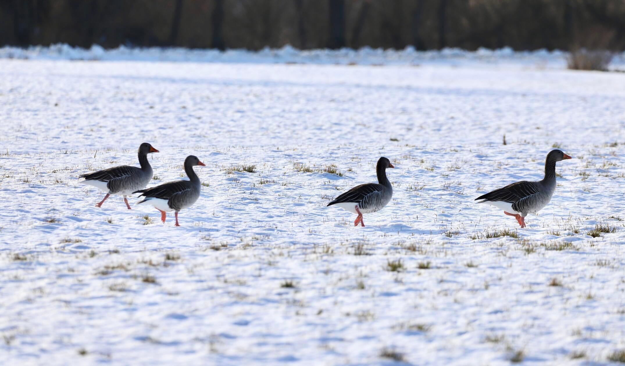 Am Morgen kommen die Graugänse in Scharen vom Fränkischen Seenland auf die Altmühlwiesen zwischen Trommetsheim und Alesheim, abends fliegen sie gemeinsam wieder zurück.