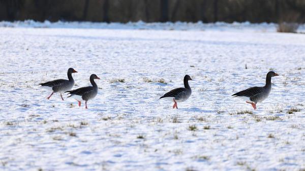 Am Morgen kommen die Graugänse in Scharen vom Fränkischen Seenland auf die Altmühlwiesen zwischen Trommetsheim und Alesheim, abends fliegen sie gemeinsam wieder zurück.