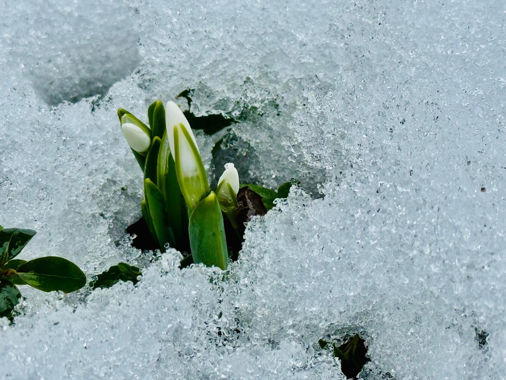 Dieses Jahr machen die Schneeglöckchen ihrem Namen alle Ehre.
