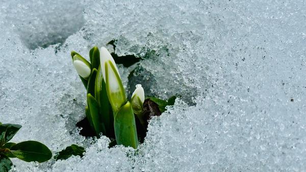 Dieses Jahr machen die Schneeglöckchen ihrem Namen alle Ehre.