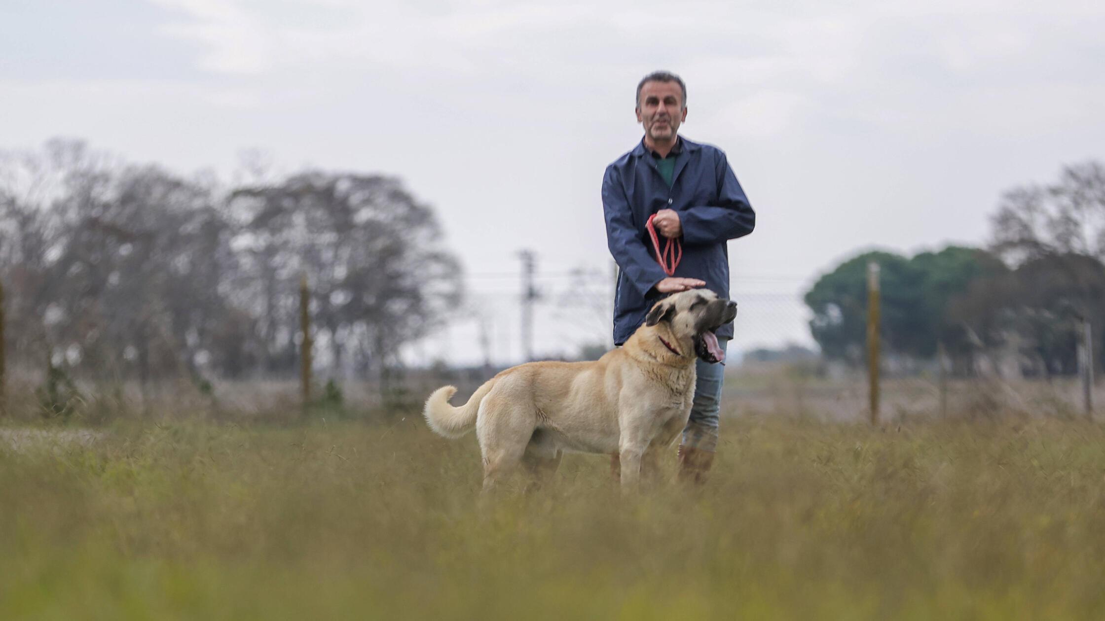 Ohne-Leine-unterwegs-So-oft-haben-Hunde-in-N-rnberg-und-Erlangen-2025-zugebissen