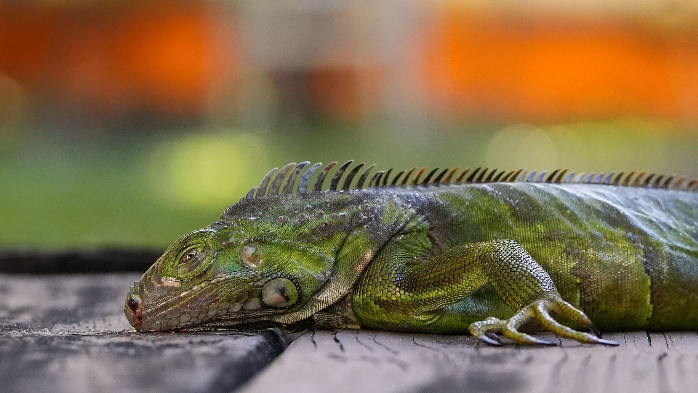 01.02.2026, USA, South Miami: Ein von der Kälte be