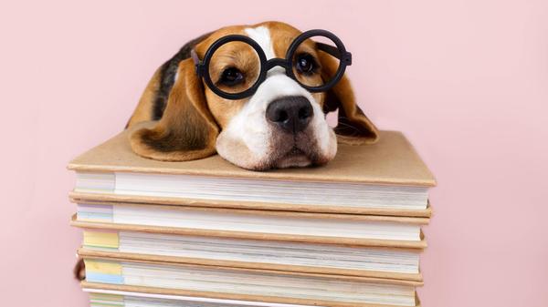 Ein Beagle mit Brille, der auf einem Stapel Bücher