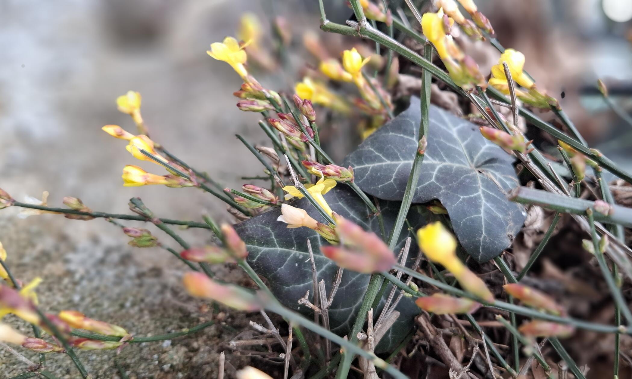 Wer genau hinsieht, kann schon an der einen oder anderen Stelle die ersten Frühlingsboten entdecken.