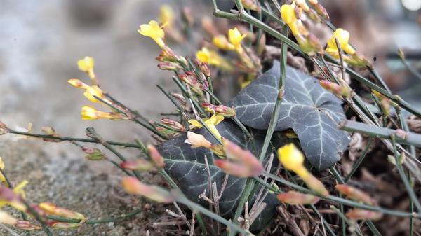Wer genau hinsieht, kann schon an der einen oder anderen Stelle die ersten Frühlingsboten entdecken.