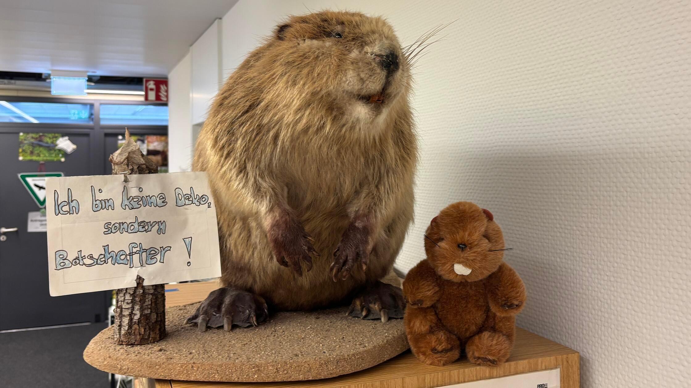 Co-Existenz-mit-Biber-im-Sittenbachtal-suchen-Gemeinde-und-Anrainer-nach-L-sungen