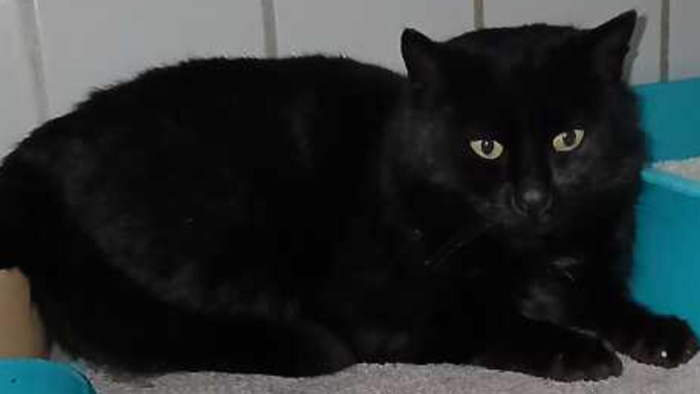 Zwischen-Bierk-sten-und-Staplern-aufgelesen-Brauerei-Kater-wartet-im-Tierheim-Neumarkt