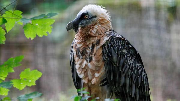 Bartgeier im Nürnberger Tiergarten
