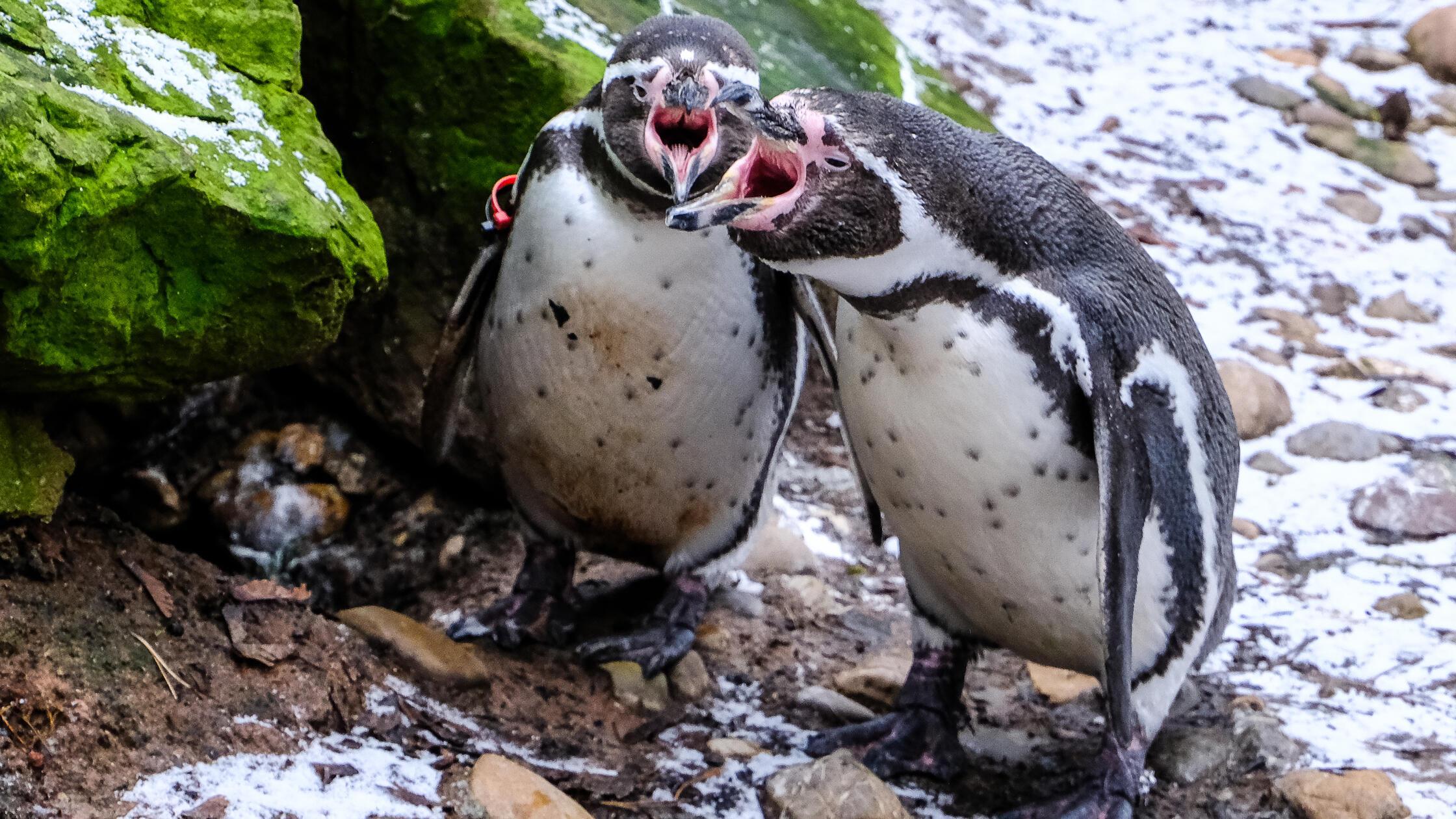 VÖ 210325 Humboldt-Pinguine