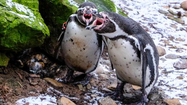 VÖ 210325 Humboldt-Pinguine