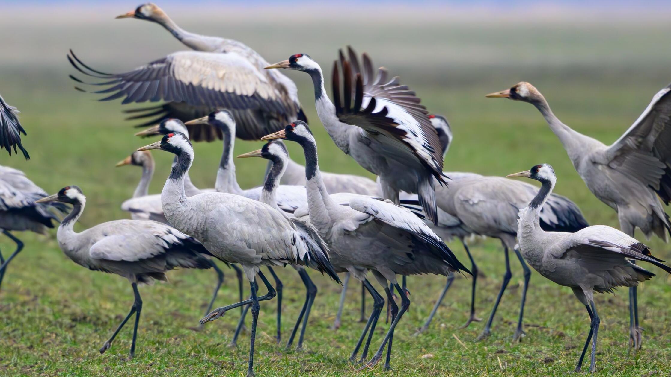 Fr-hjahrszug-startet-Kraniche-kehren-in-Brutreviere-zur-ck