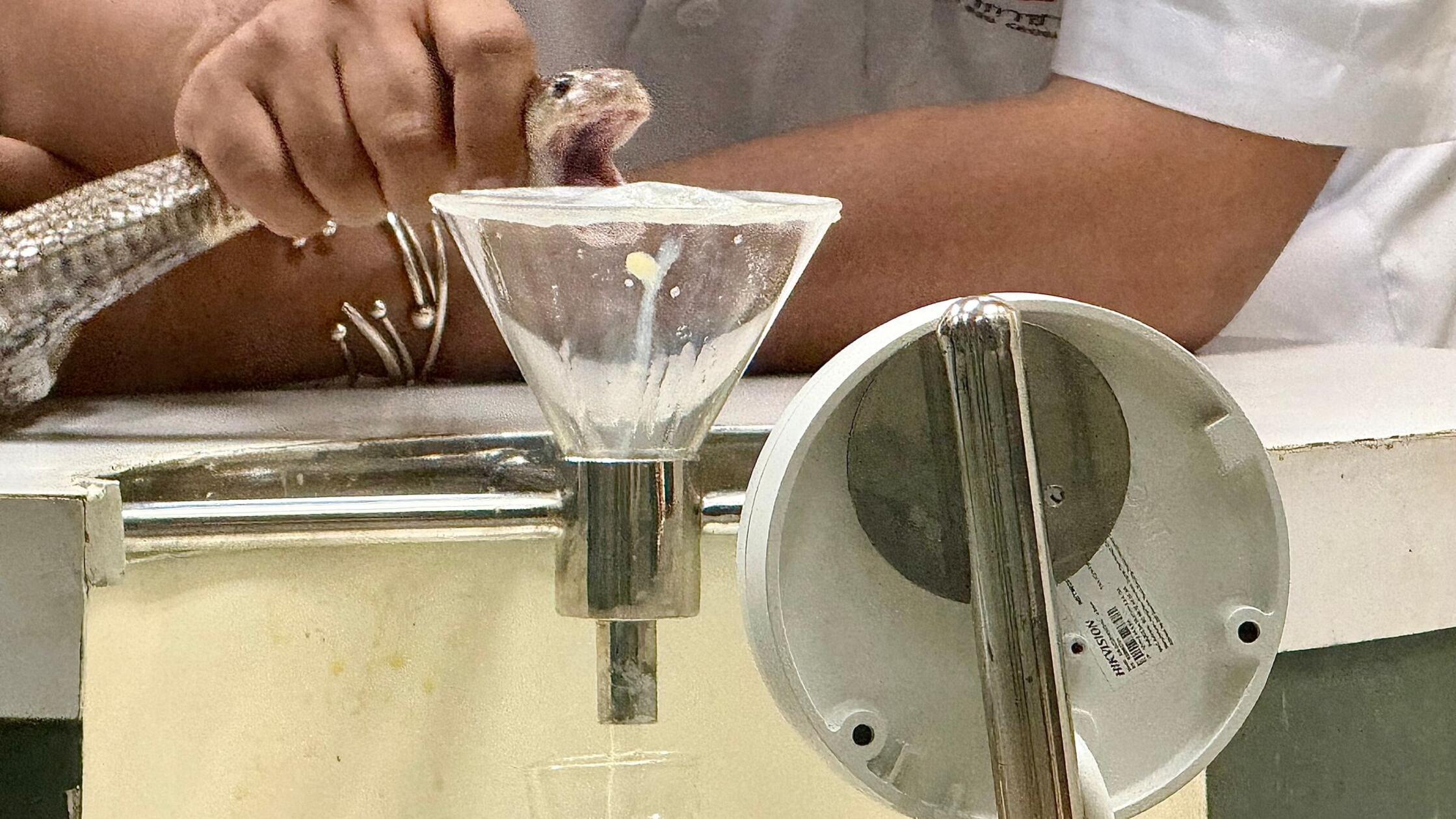 Bangkoks-historische-Snake-Farm-Wo-Kobras-gemolken-werden