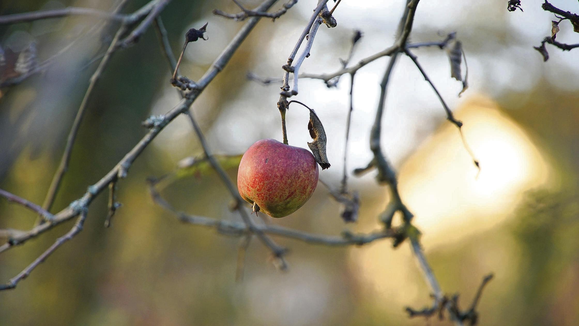 Erlebnis-in-der-Kindheit-Warum-ein-Wei-enburger-sein-Verm-gen-den-Qu-kern-vererbte
