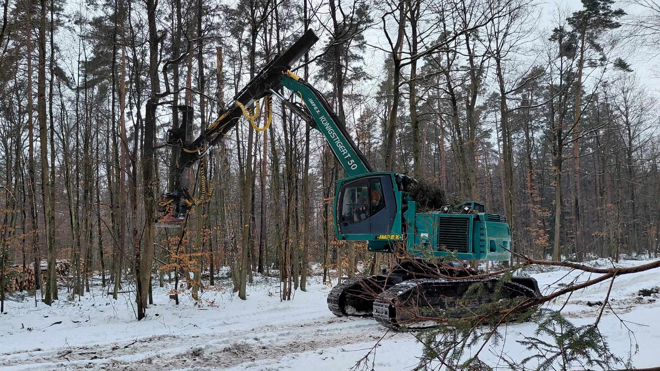 Why wood is being harvested in the north of the market town of Feucht