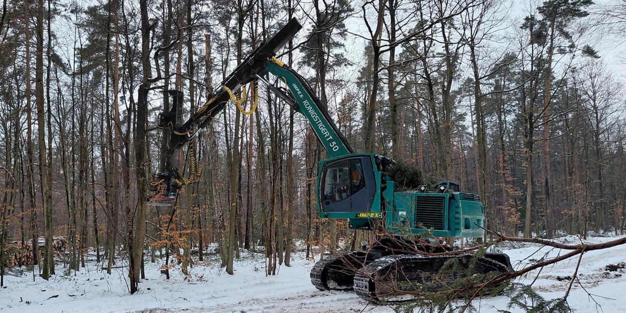 Why wood is being harvested in the north of the market town of Feucht